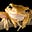 Frog's avatar