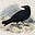 M. Kinghorn's avatar