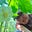Archetypal Herbalism's avatar