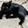 JustaCat's avatar