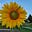 Sunflower's avatar