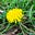 Dandelion's avatar