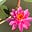 Debra A. Bickford's avatar