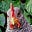 Ozark Freedom Garden's avatar