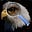 Eagle Eye's avatar