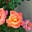 Hannah S Wilder Wiseheart's avatar