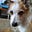 ScottiDog's avatar