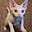 Lisa Devine's avatar
