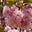 Freedom in Flourishing's avatar