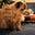 Books Cats and Jazz's avatar