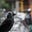 Avatar de Jack Daw