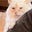 Mr. Meowgi's avatar