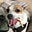 The Thinking Hound's avatar