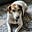 Dystopian Dog's avatar