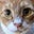 LitLampstand's avatar