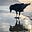 Carl Crow's avatar