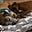 Angel Dog's avatar