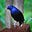 Diane the FH Bowerbird's avatar
