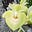 thegreenman's avatar