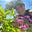 Sarah Buttenwieser's avatar