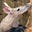 Aardvark's avatar