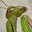 Nex Ninek's avatar