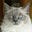 Nancy LaCaze's avatar