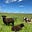 Small Farm Musings's avatar