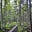 Swaying Birch's avatar