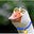 Duck's avatar