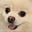 SierraSid's avatar