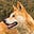 BabyAteMyDingo's avatar