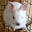Viodd's avatar