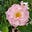 English Plantsman's avatar