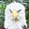 SGARP's avatar