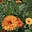 Marigold 🏵️'s avatar