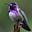 Swanjolly's avatar