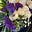 Sue S's avatar