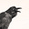 Naiyasan's avatar