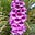 Foxglove Farmer's avatar