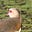 The Jaunty Gallivanter's avatar