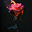 Avatar de Rosa Mística 🐍🌹🖤
