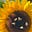 Nancy Nolin's avatar