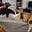 AmyProudCatLady's avatar
