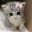 Debbie the Kitten's avatar