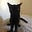 Tabs's avatar