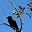 Redwing's avatar