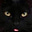 Donna Su's avatar