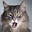 Dgjot TheCat's avatar