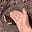 Mourning Cloak's avatar